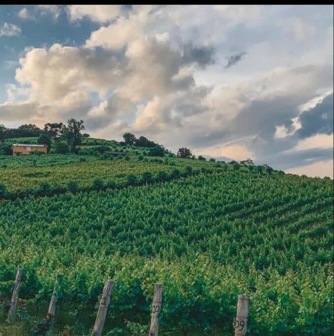 Casa Vigneto Octávio no Vale dos Vinhedos Vila Bento Gonçalves Exterior foto